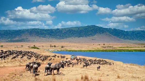 Ngorongoro
